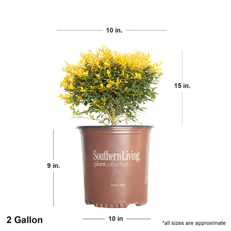 2 Gallon Touch of Gold Holly in brown southern living container showing dimensions