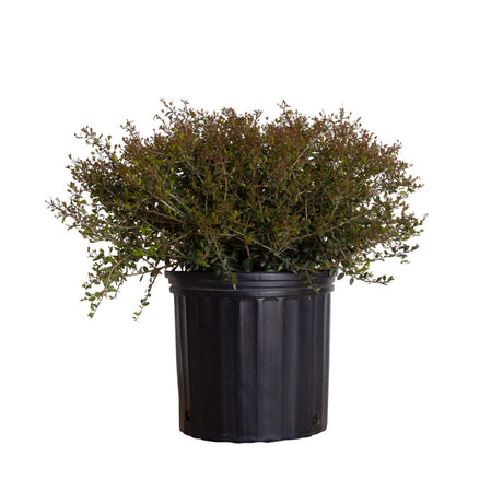 2.5 Gallon Yaupon Holly for sale with tiny leaves in a bushy habit in a black nursery pot on a white background