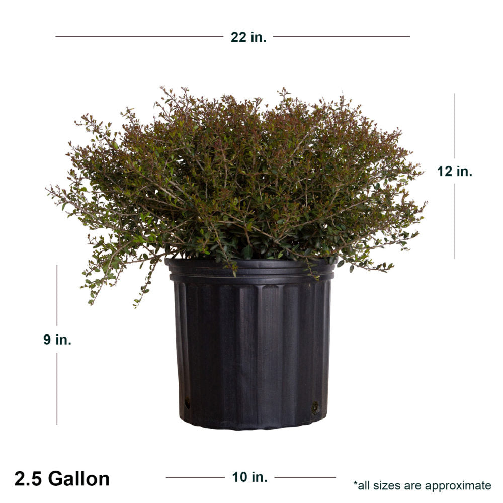 2.5 Gallon Holly Dwarf Yaupon in black container showing shipped dimensions. Ships at approx 12 inches high by 22 inches wide