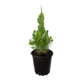 2.5 Quart Hollywood Juniper for sale with pyrmamydal habit and light green foliage in a black nursery pot on a white background