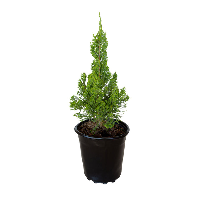 2.5 Quart Hollywood Juniper for sale with pyrmamydal habit and light green foliage in a black nursery pot on a white background