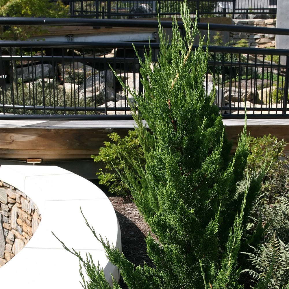 Hollywood Juniper planted in the landscape next to a stone wall and in front of an iron fence