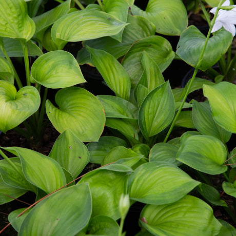 guacamole hosta for sale with bright green leaves 