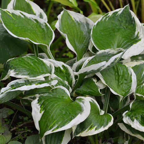 Hosta Patriot Foliage with green centers that extend out to light beige to white fringes