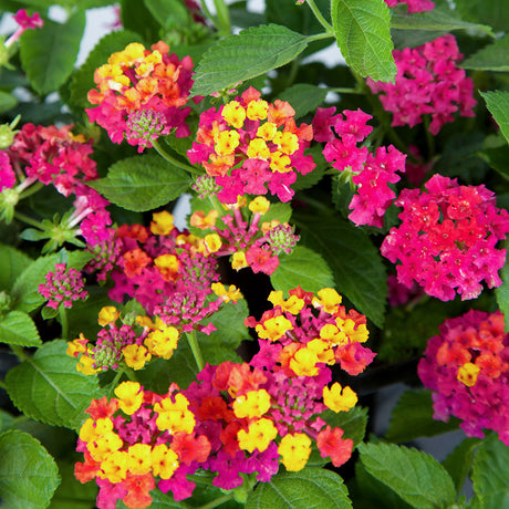 Hot Pink Little Lucky Lantana blooms with pink and yellow flowers