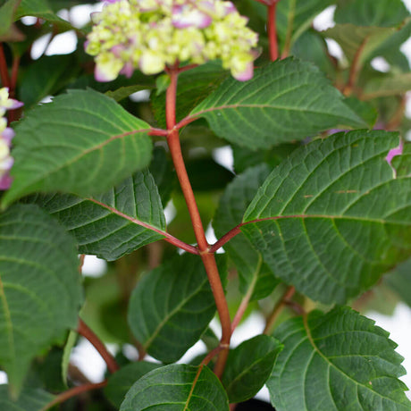 Hydrangea Bloomstruck red stem and large green leaves