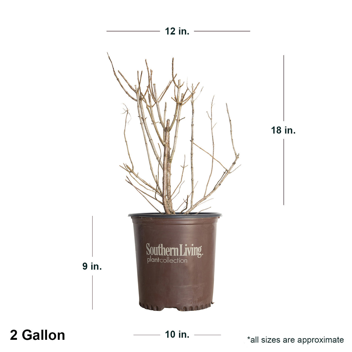 2 Gallon Hydrangea Moon Dance in southern living container showing dimensions