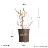 2 Gallon Hydrangea Moon Dance in southern living container showing dimensions