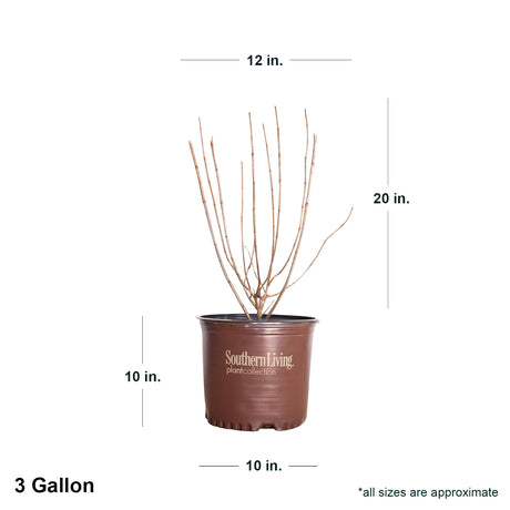 3 Gallon Hydrangea Moon Dance in southern living container showing dimensions