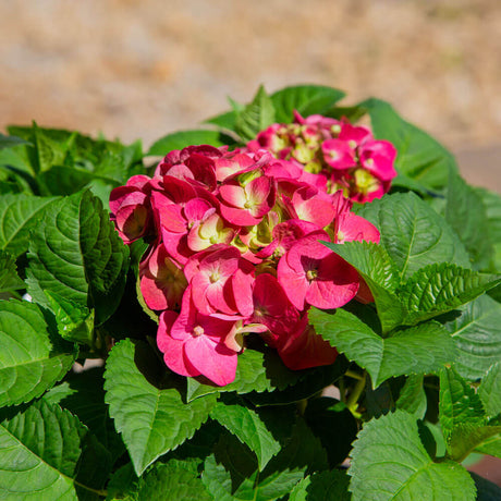 hardy perennial pink green hydrangea mopheads