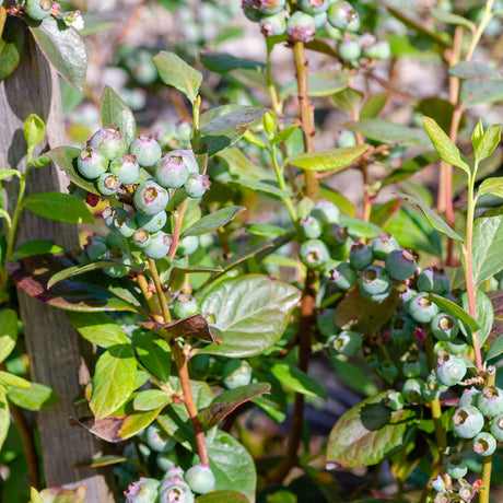 I Declare Blueberry Bush with unripe blueberry fruit