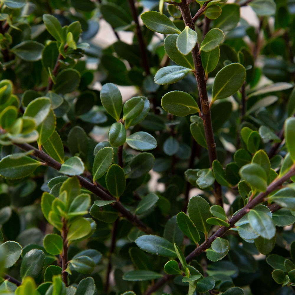 Ilex Compacta Foliage closeup of small dark green leaves with tiny striations on the edges and brown branches