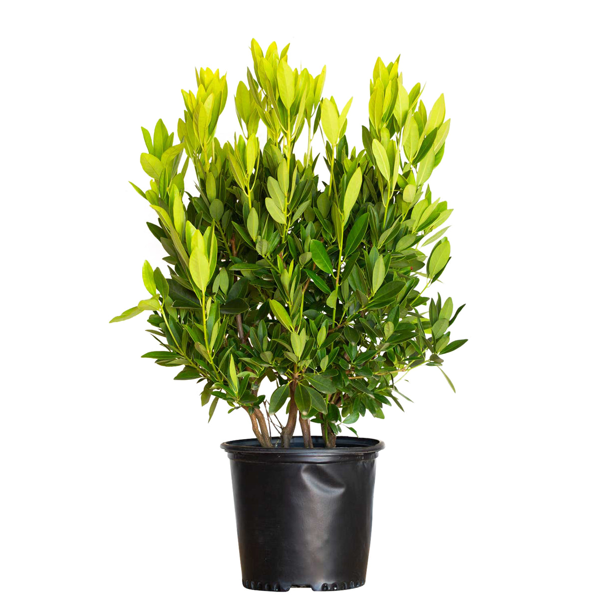 2.5 Gallon Illicium Parviflorum for sale with bright yellow new foliage and dark green mature foliage on an upright shrub in a black nursery pot on a white background