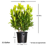 2.5 Gallon Illicium Parviflorum Anise tree with shipped plant dimensions. Ships at approx 15-20 inches tall by 15-20 inches wide