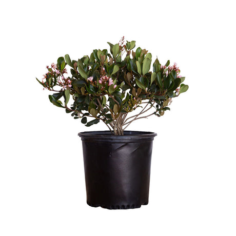 2.5 Quart Eleanor Taber Indian Hawthorne for sale with small, light pink flowers and green, leathery leaves in a black nursery pot on a white background