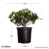 2.5 Gallon Indian Hawthorne Eleanor Taber in black container showing dimensions
