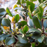 Indian Hawthorne Eleanor Taber foliage