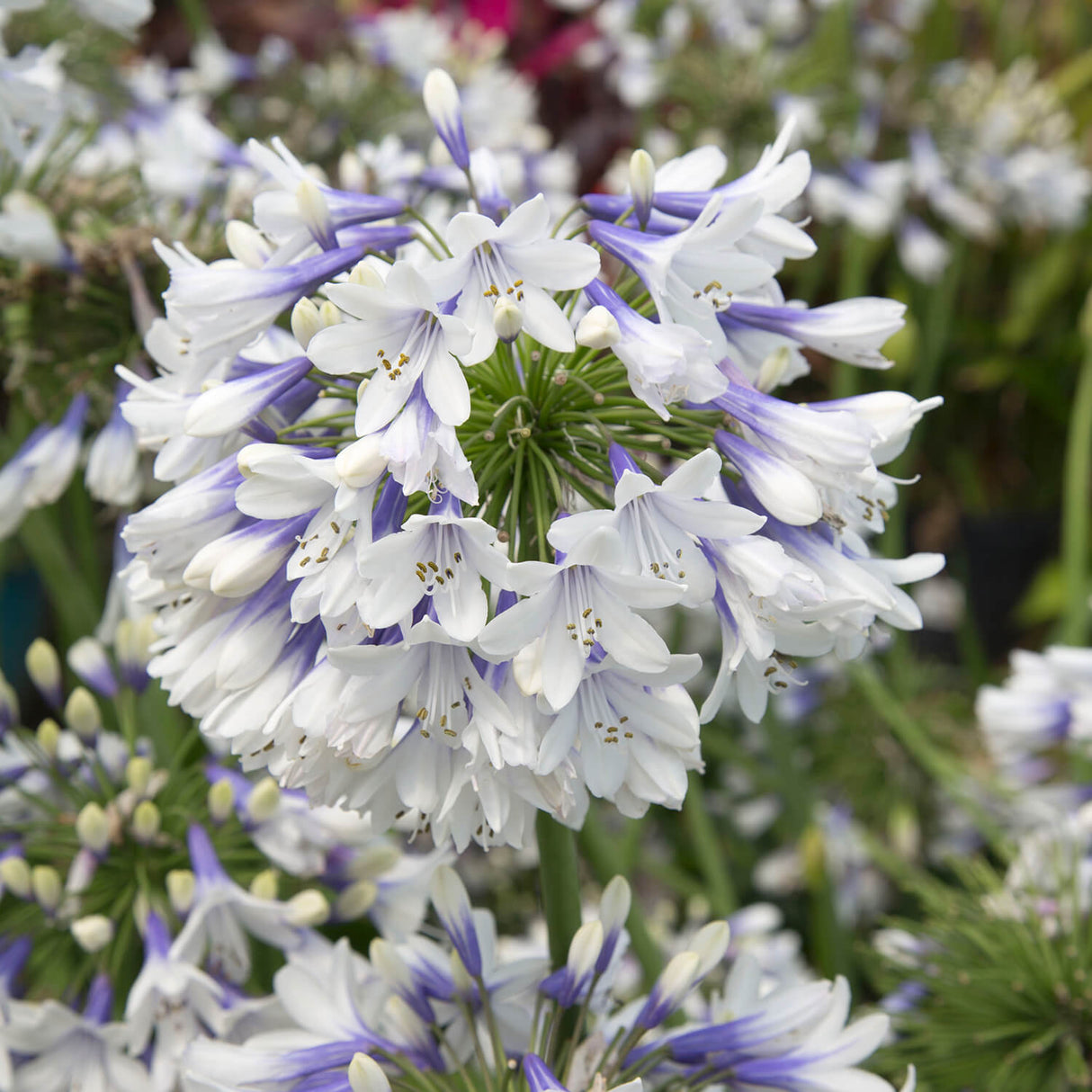 Indigo Frost Agapanthus Flower closeup. Lily of the nile have white and blue flowers