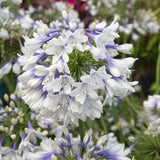 Indigo Frost Agapanthus Flower closeup. Lily of the nile have white and blue flowers