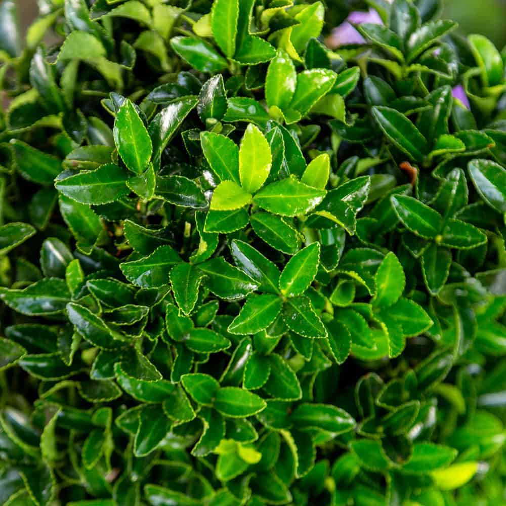 Irish Mint Euonymus bright green foliage
