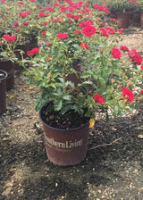 It's A Breeze in Southern Living Plant Collection brown pot