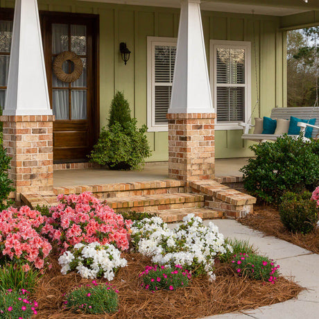 Pink Autumn Sunburst and White Autumn ivory Encore azaleas planted in a garden bed