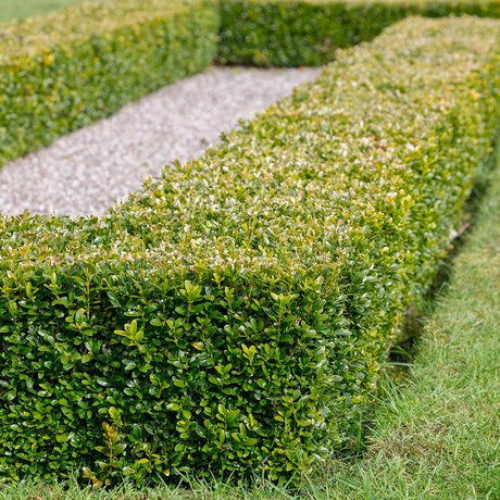 Japanese Boxwood Hedge for a formal path