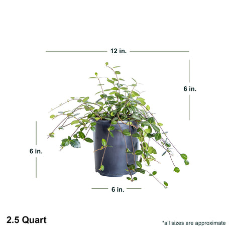 2.5 quart Asiatic Jasmine in black container showing dimensions