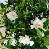 jubilation dwarf reblooming white gardenia flowers and evergreen foliage