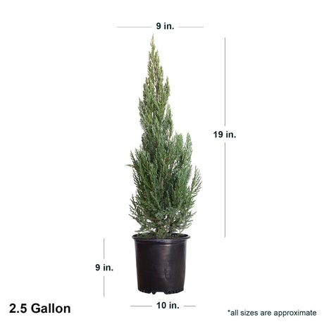 2.5 Gallon Blue Point Juniper Tree for sale in black pot with listed dimensions. Ships at 19" tall