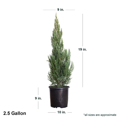 2.5 Gallon Blue Point Juniper Tree in black pot with listed dimensions. Ships at 19" tall