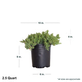 2.5 Quart Nana Juniper in black container showing shipped dimensions. Ships at approx 4 inches tall by 10 inches wide