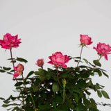 knock out double pink rose blooms plantsbymail for sale online