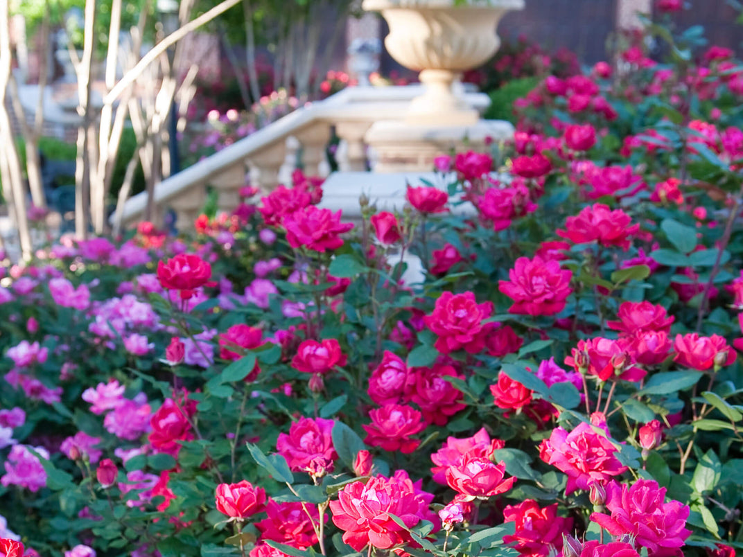 Red Double Knock Out Rose | Shop Online – Plants by Mail