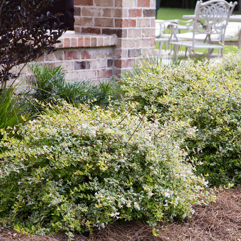variegated abelia for sale