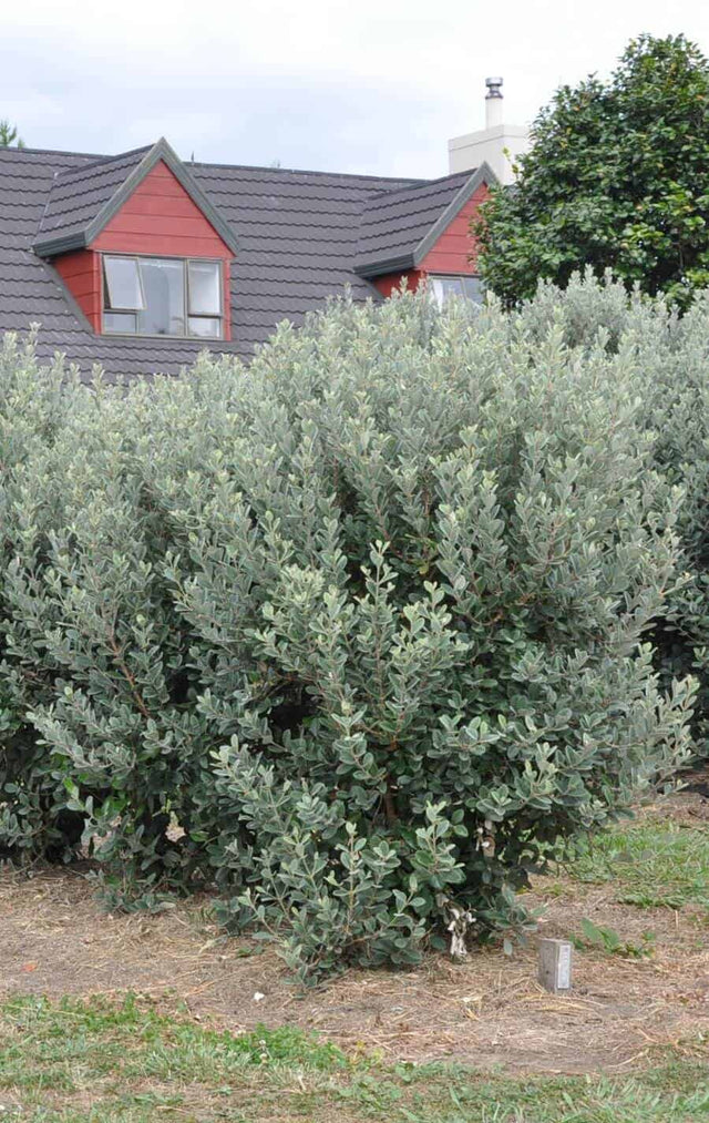 Bambina Pineapple Guava Shop Online with Plants by