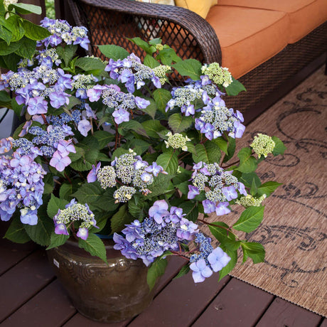 hydrangea twist and shout endless summer landscape shrub