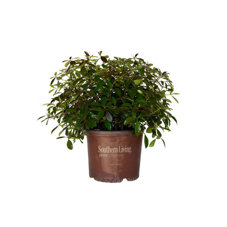 3 Gallon Leann Cleyera for sale with glossy green foliage in a brown southern living pot on a white background