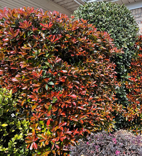 Ternstroemia gymnanthera 'Contherann' fast growing glossy shrub