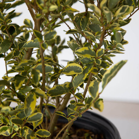 distinct green and creamy-white patterned leaves ornamental privet for sale