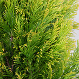 Thuja plicata '4EVER' in a 2.5 quart pot forever goldy arborvitae