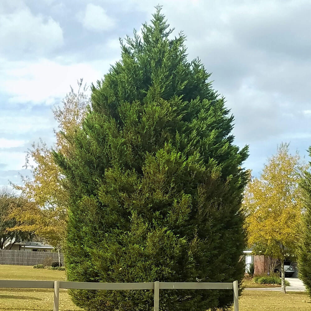 single leyland cypress tree at mature height planted in the landscape in front of a wooden fence, cyprus trees for sale