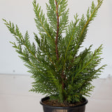 leyland cypress tree for privacy for sale online 