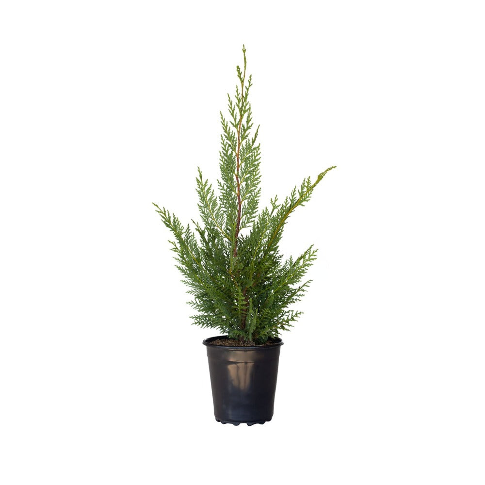 Leyland Cypress Trees for Sale | Shop Oline – Plants by Mail