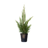 2.5 Quart leyland cypress tree for sale with green foliage in a black nursery pot on a white background
