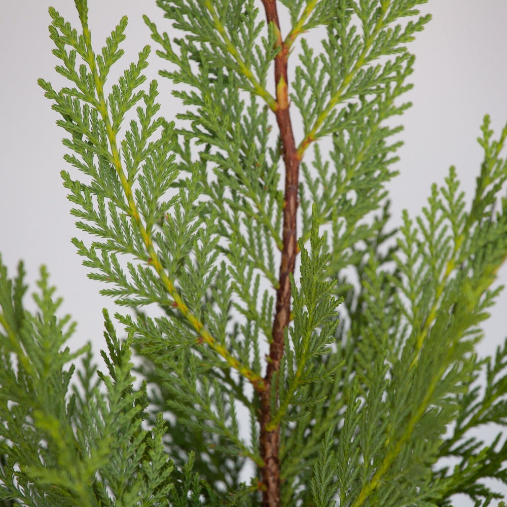 Leyland Cypress leader showing the underside of young conifer foliage