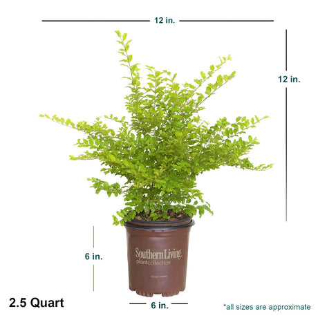 Average size ligustrum sunshine shipped