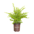 green and yellow sunshine ligustrum foliage southern living plants