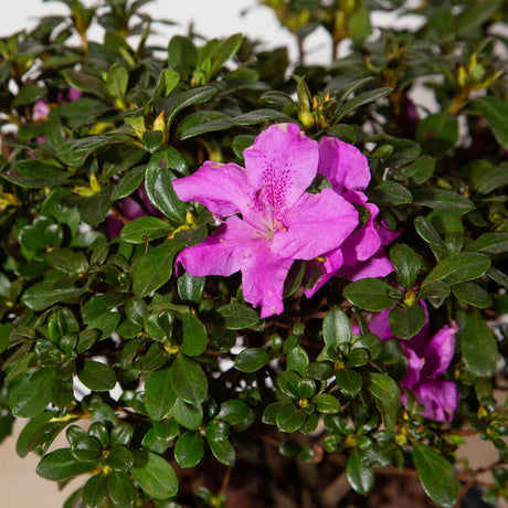 encore pink azaleas for sale online