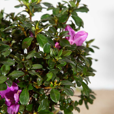 pink azaleas for sale landscape shrub southern garden staple